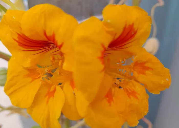 Tropicana One Bedroom Flat T1 With Ac Portatil, Garden And Parking Place アパート