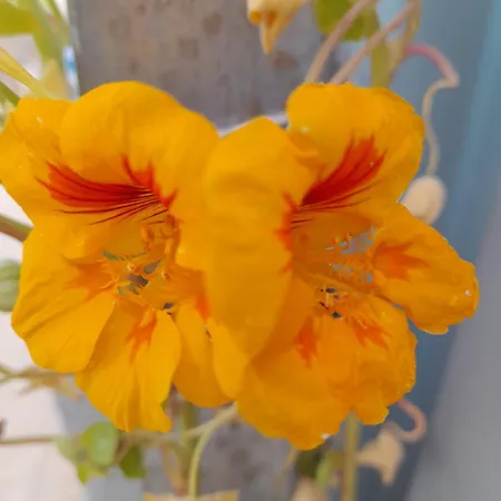 Tropicana One Bedroom Flat T1 With Ac Portatil, Garden And Parking Place Apartment